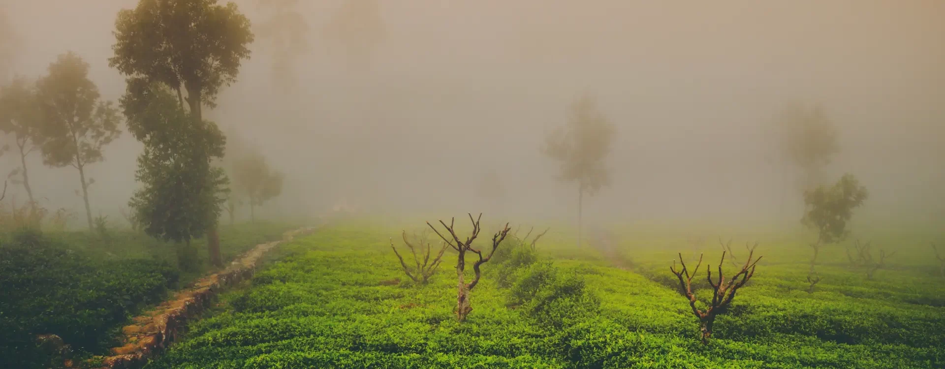 Tea Plantations Sri Lanka